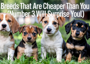 5 Puppy Breeds That Are Cheaper Than You Think