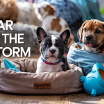The Puppy Gear Thats Taking the Internet by Storm (And Why You Need It)
