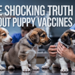The Shocking Truth About Puppy Vaccines
