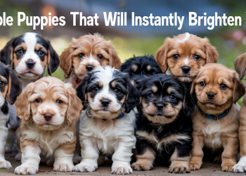 10 Adorable Puppies That Will Instantly Brighten Your Day