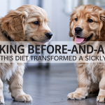 Shocking Before-and-After See How This Diet Transformed a Sickly Puppy
